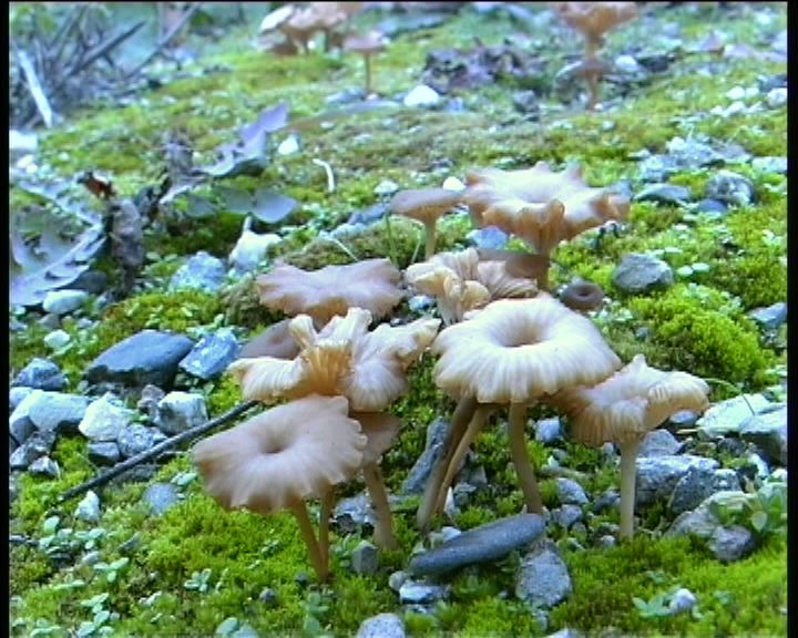 Omphalina pyxidata  (Bull.: Fr.) Qulet